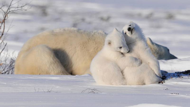 Two polar bear cubs cuddling in the forefront, with a polar bear mother laying in the snow resting in the background.