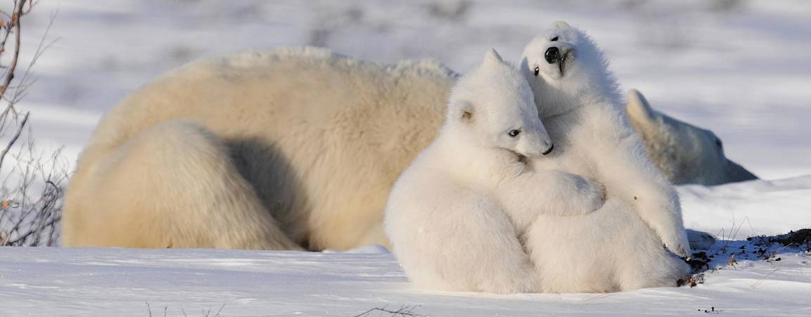 Two polar bear cubs cuddling in the forefront, with a polar bear mother laying in the snow resting in the background.