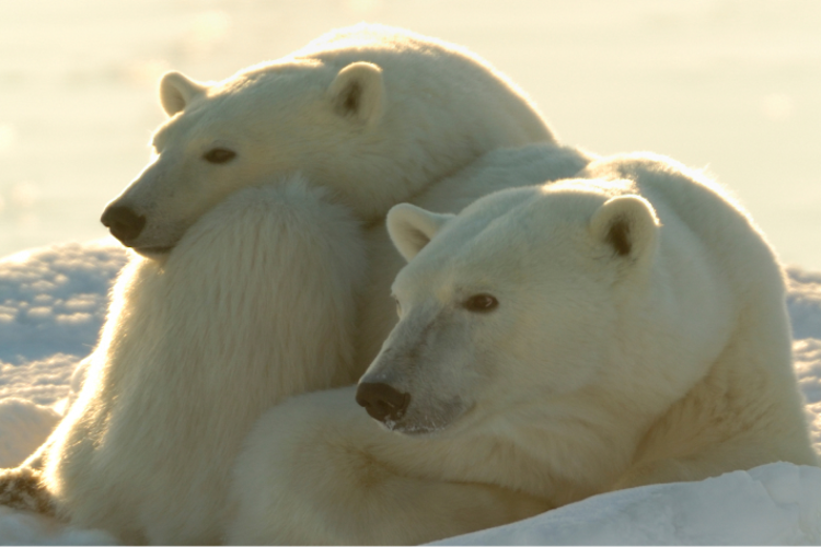 Two polar bears nestled in the snow
