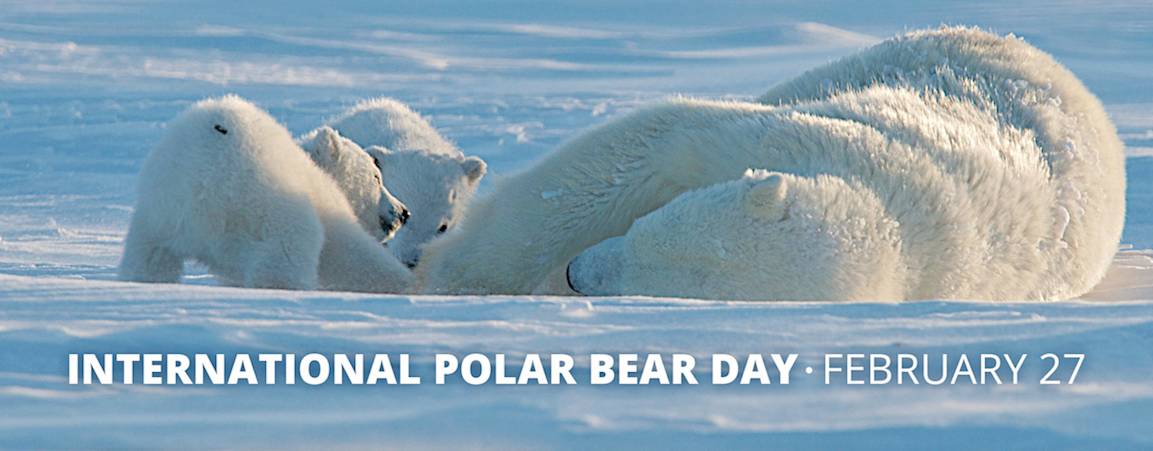 International Polar Bear Day Graphics