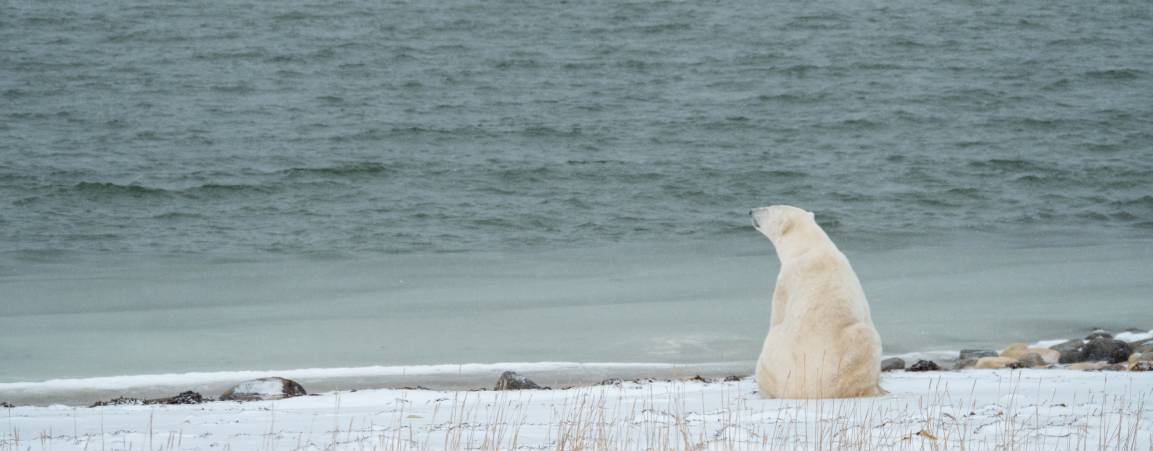 A polar bear sits on the shoreline waiting for the sea ice to return