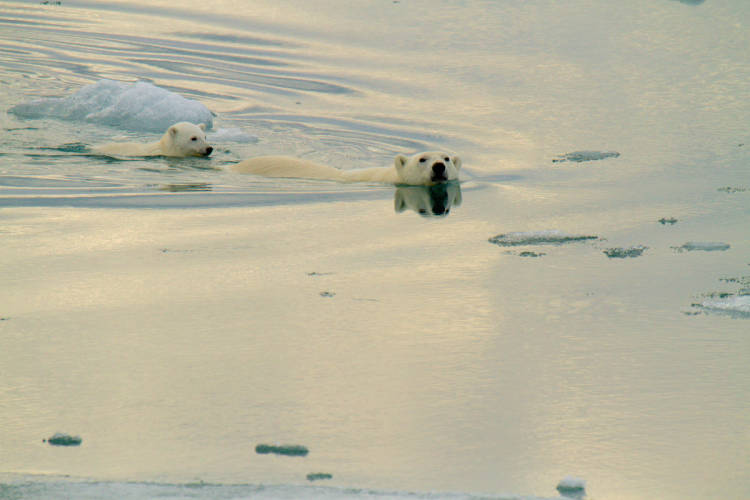 Polar bear mom and cub swim in the Arctic waters