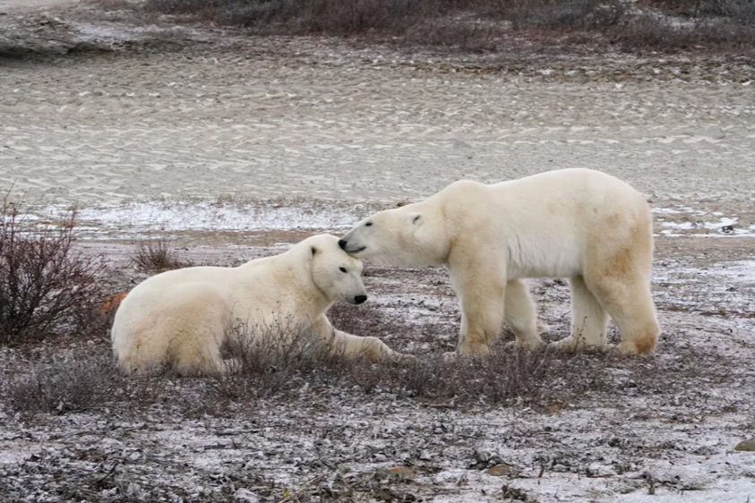 Polar bears on the tundra in Churchill, Manitoba