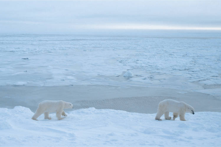 Two polar bears traveling along the sea ice