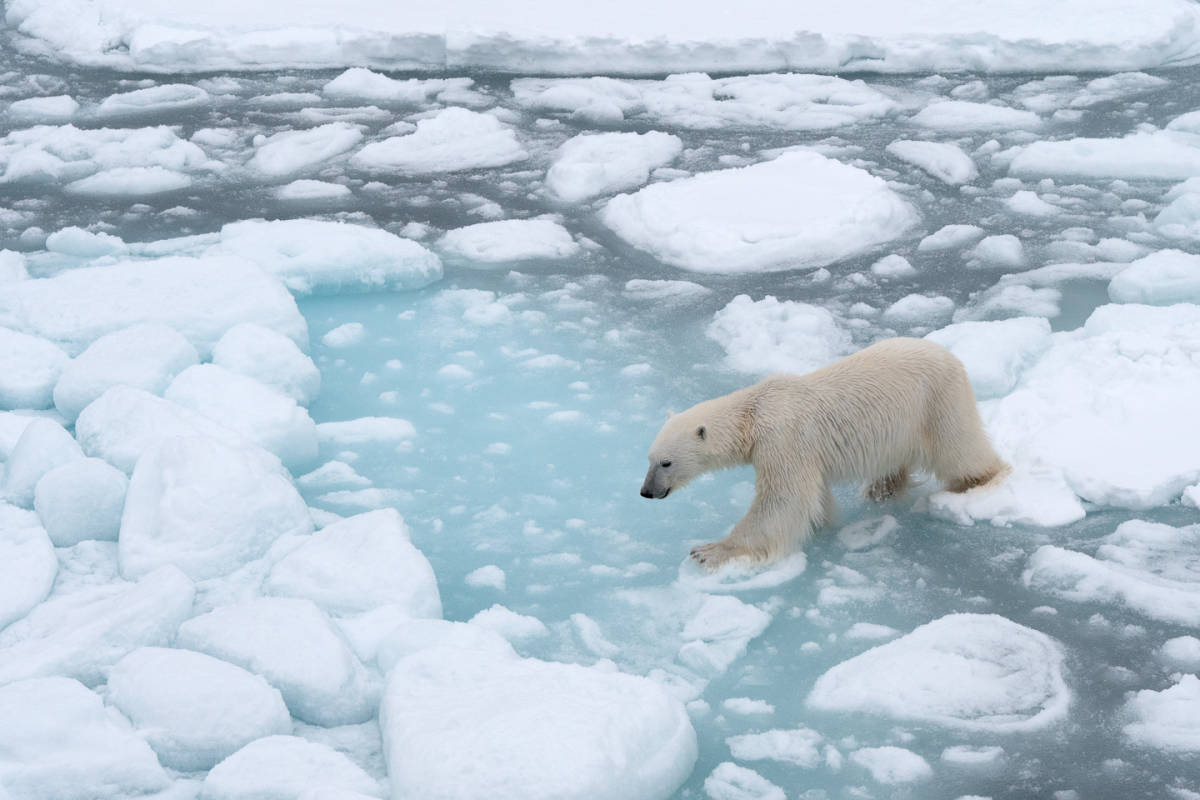 Polar bear jumping sea ice floes