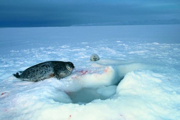 A fat female ringed seal and her newborn pup lie exposed on the sea ice in Svalbard after the roof of her birth lair collapsed