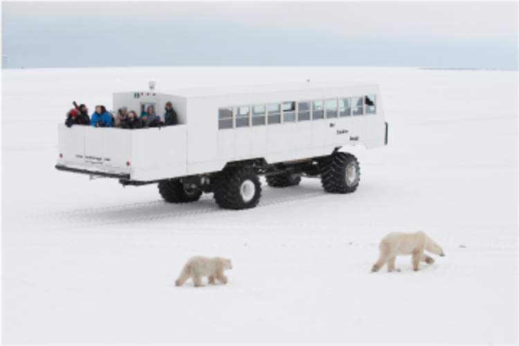 Tundra Buggy One traveling across the Tundra with bears walking beside it
