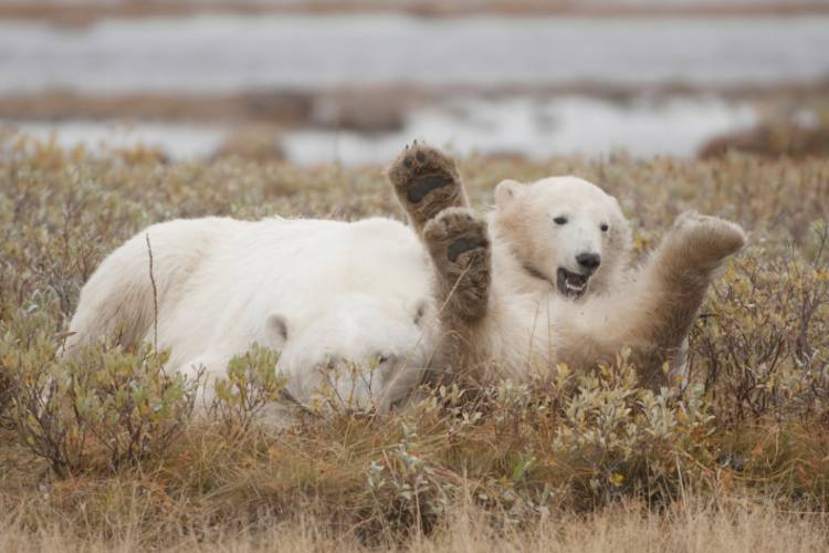Polar bear play in a field 