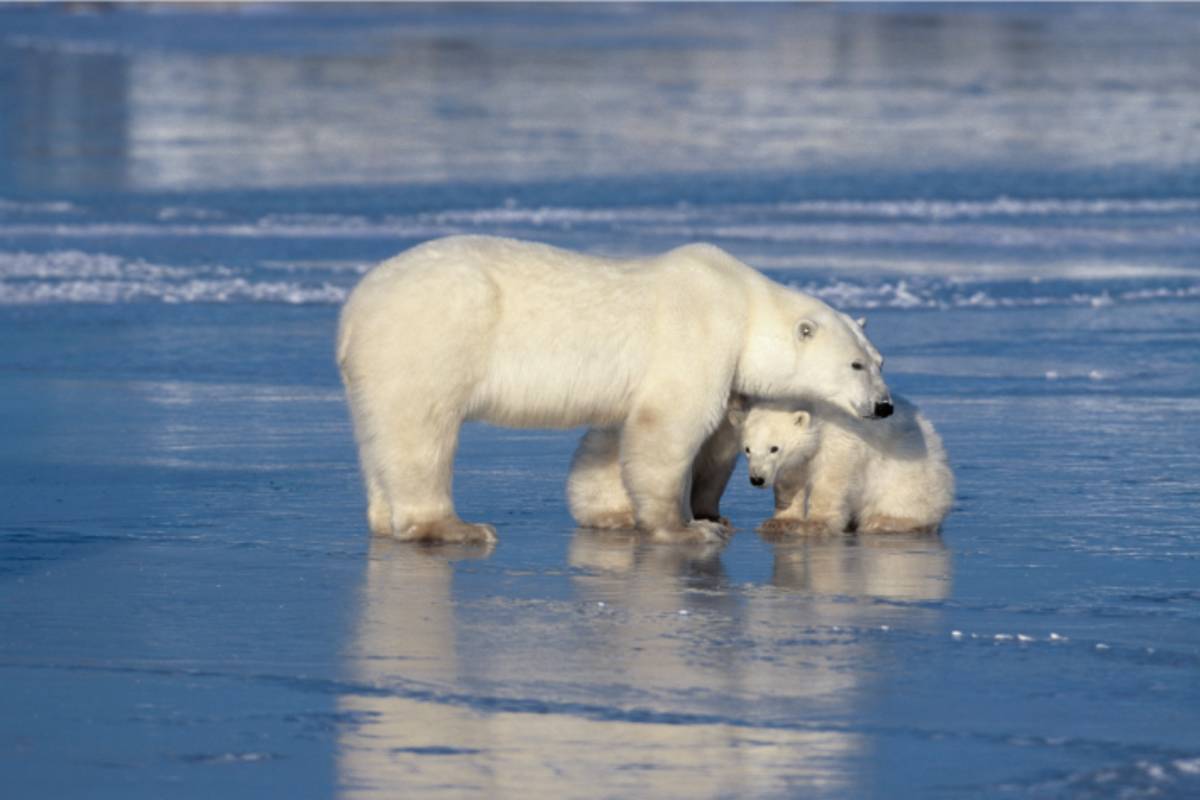 Polar Bear Facts  Polar Bears International