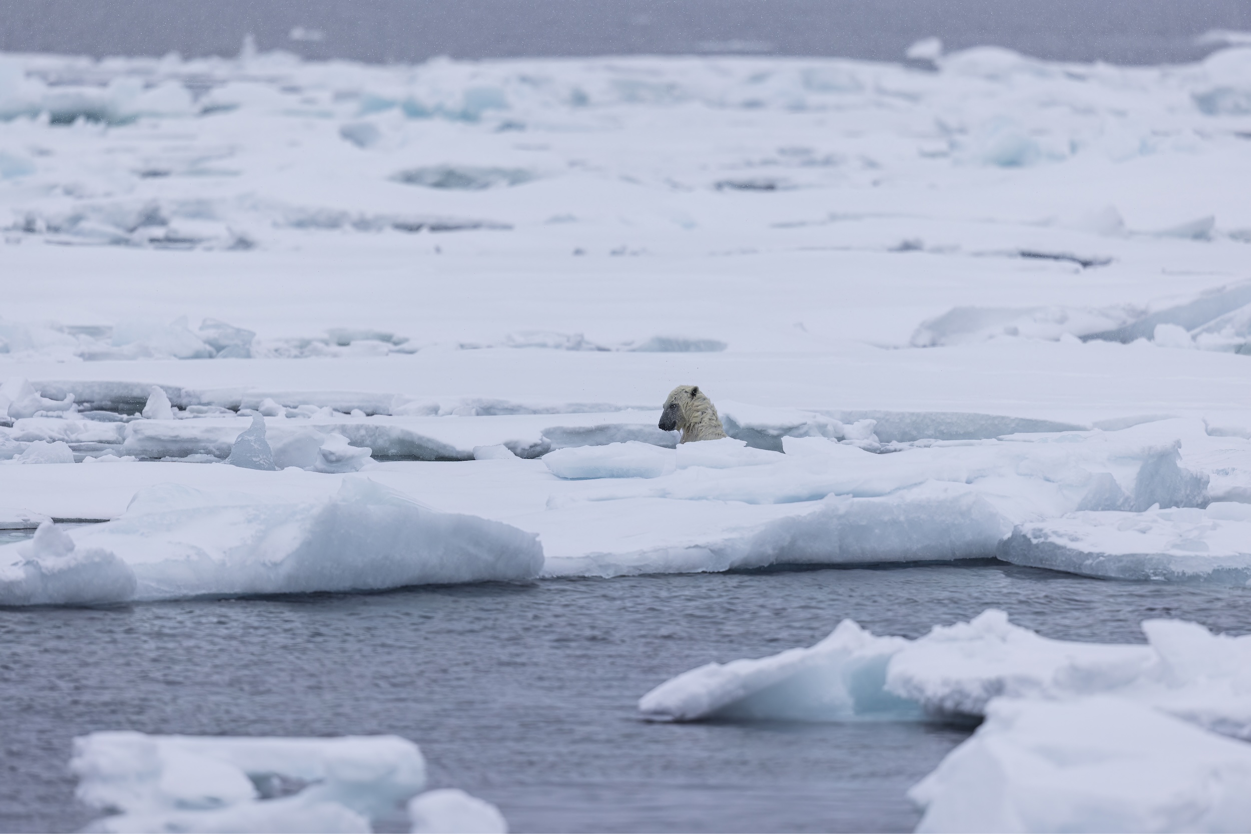 A polar bear trapped under a fishing net while swimming in Svalbard