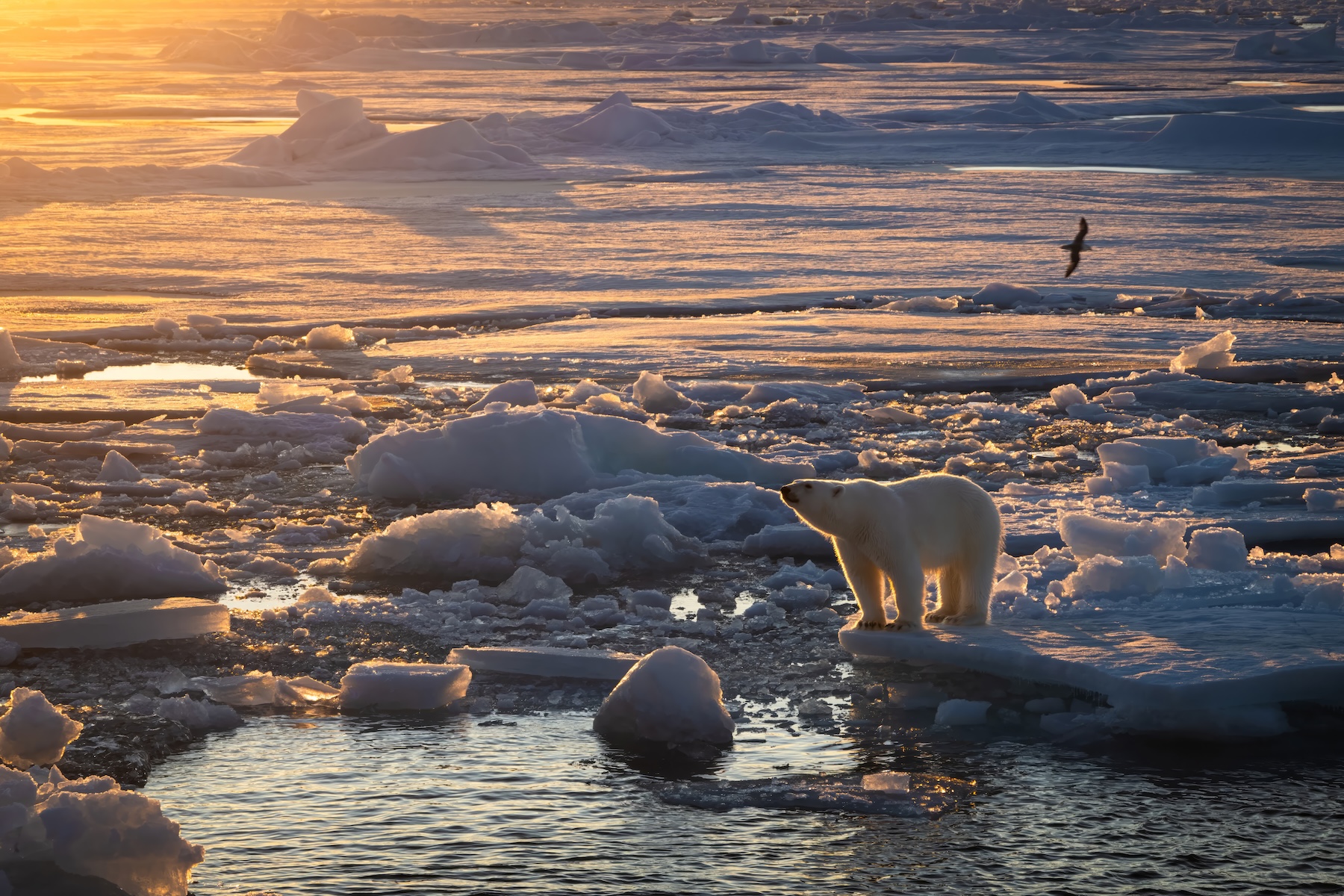 A polar bear stands on the edge of an ice floe at sunset
