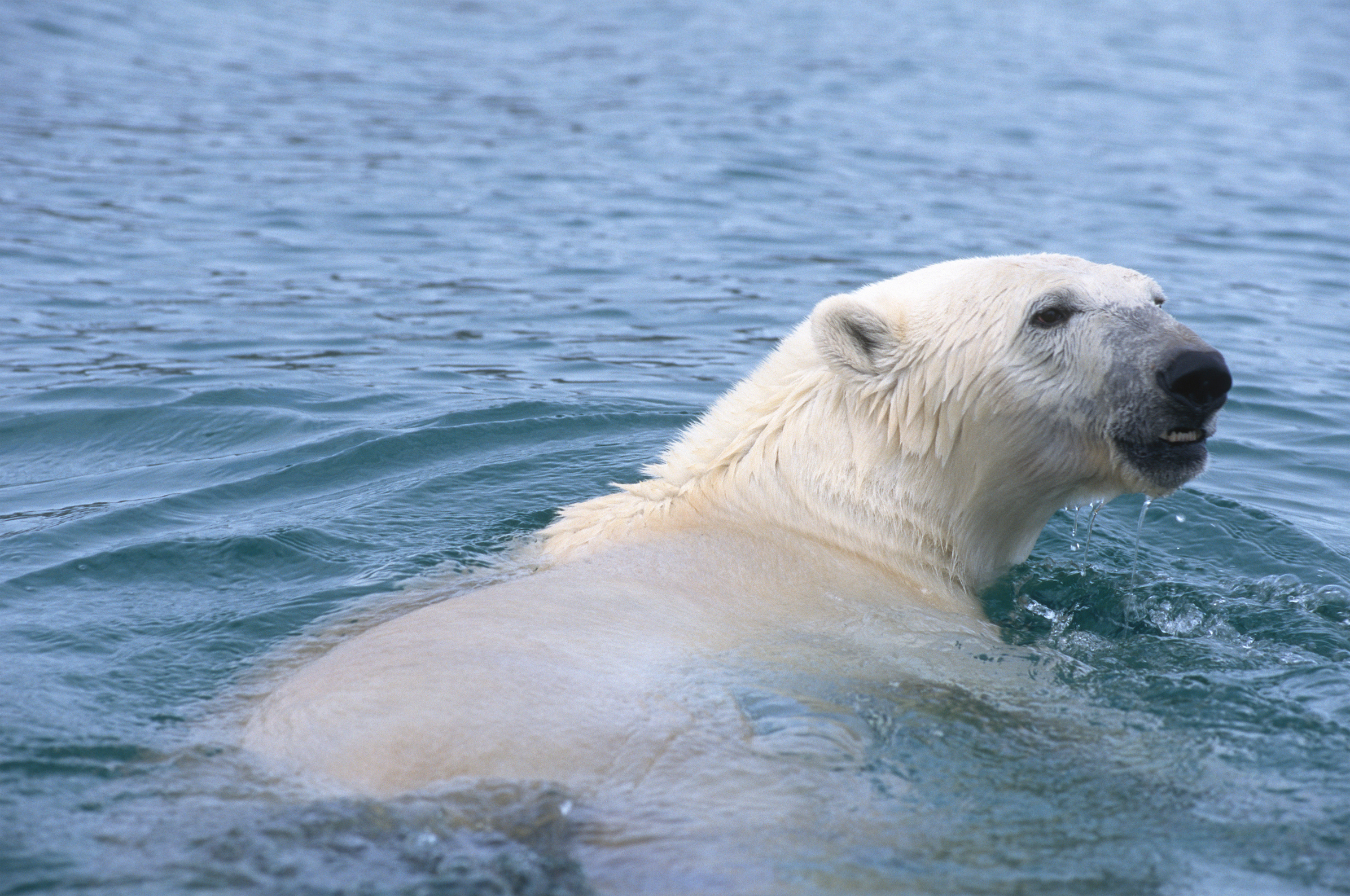 Ice 2024 bear coat