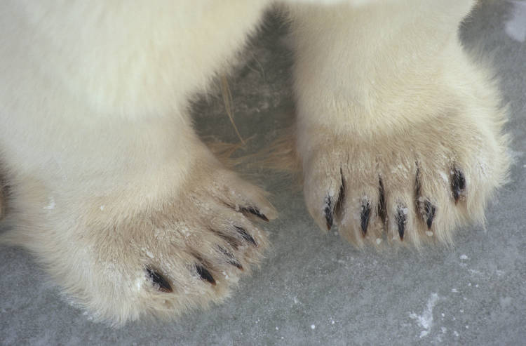 Polar bear genome gives new insight into adaptations to high-fat