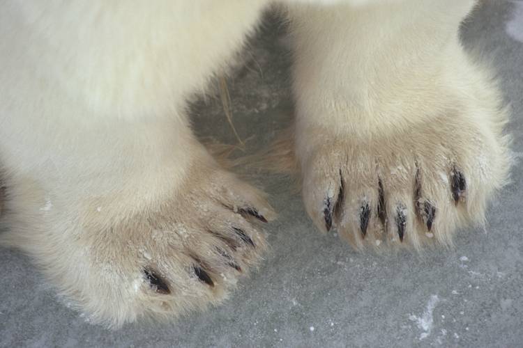 Polar bear paws