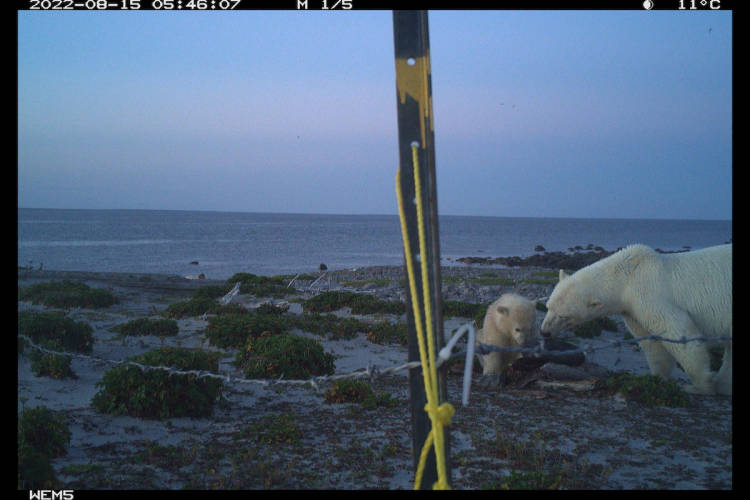 A polar bear mom and cub near the hair snare research project