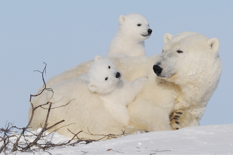 A mother bear laying down with her two cubs on either side of her