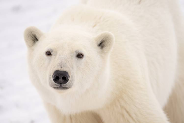 Close up of a polar bear's face