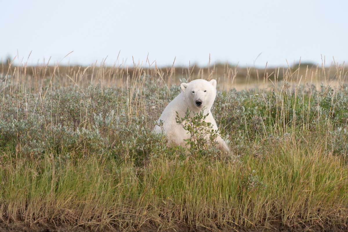 A polar bear sits among the tundra grasses in summer in Churchill