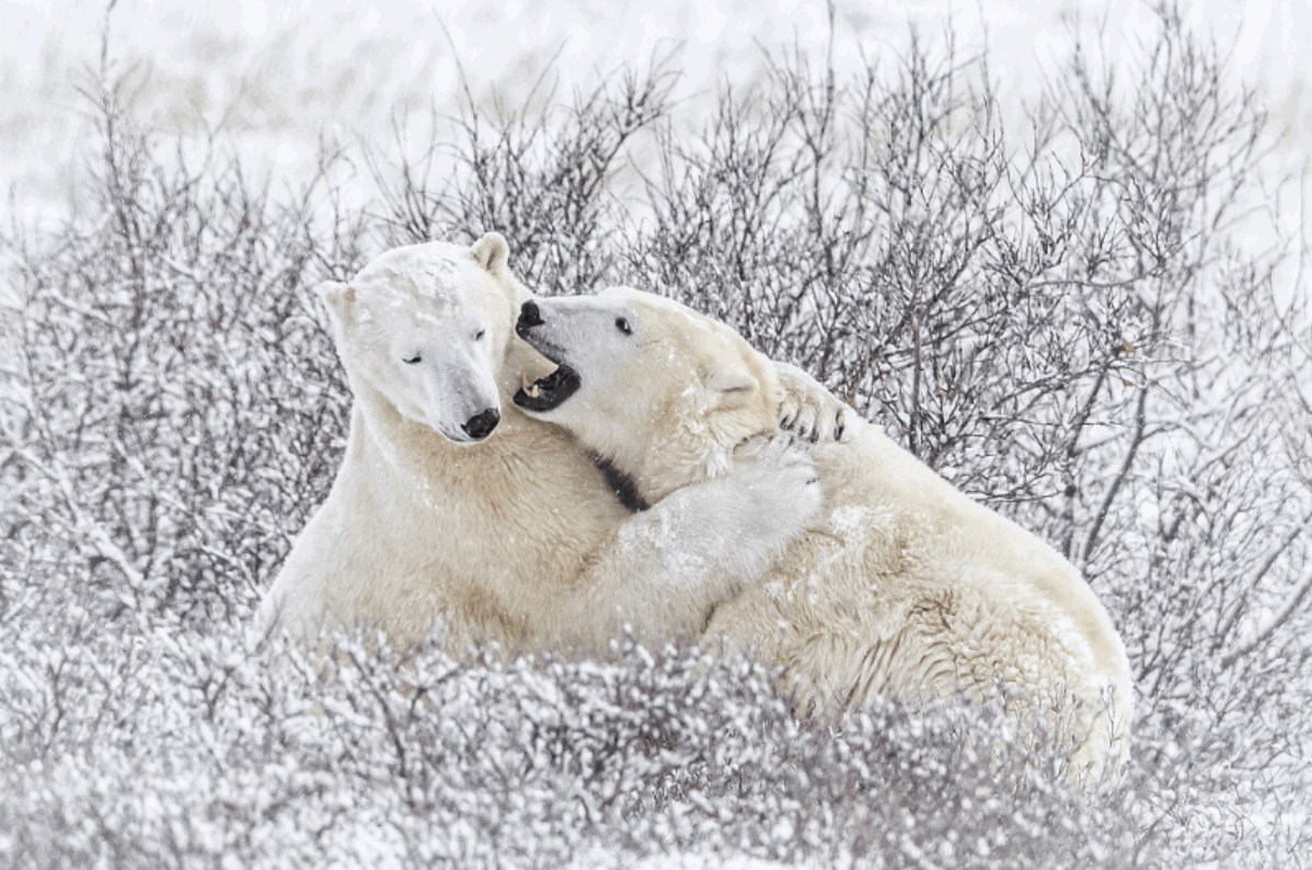 Two polar bears sparring