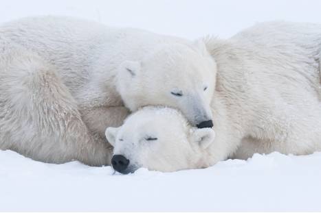 A polar bear resting on another polar bear