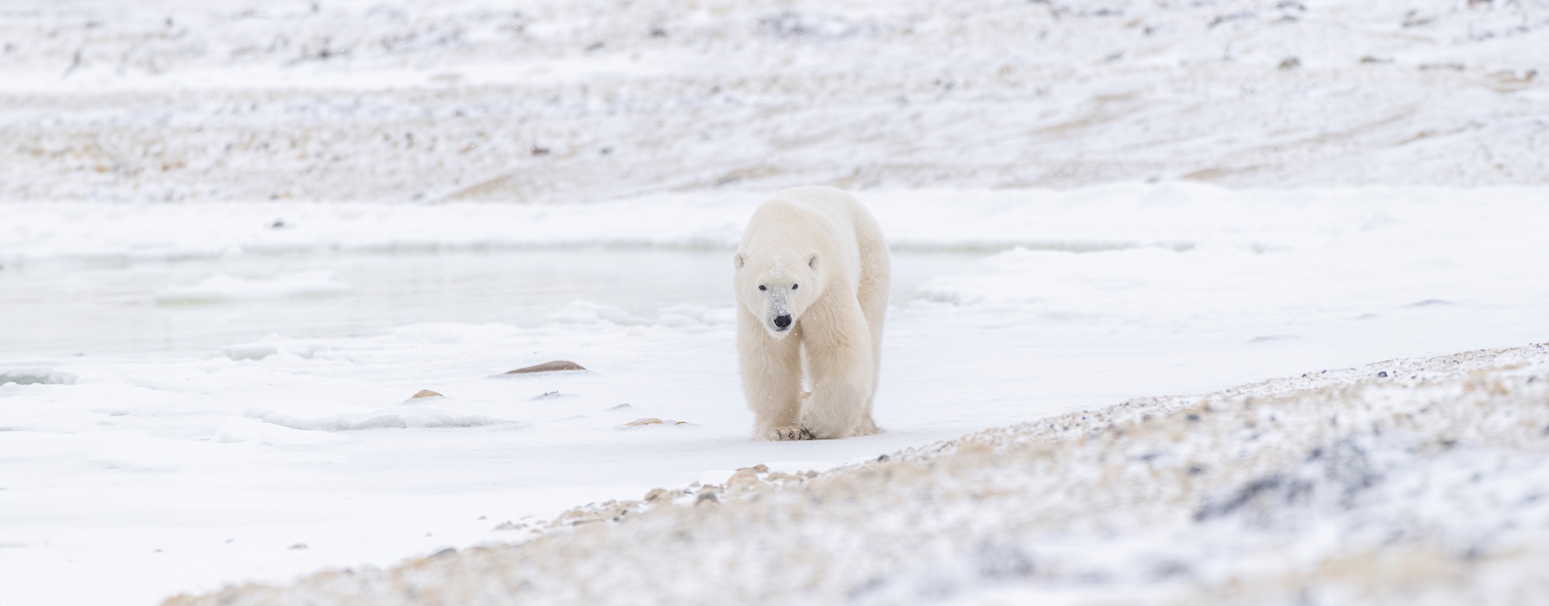 A large polar bear walks along the newly frozen coastline of the Hudson Bay