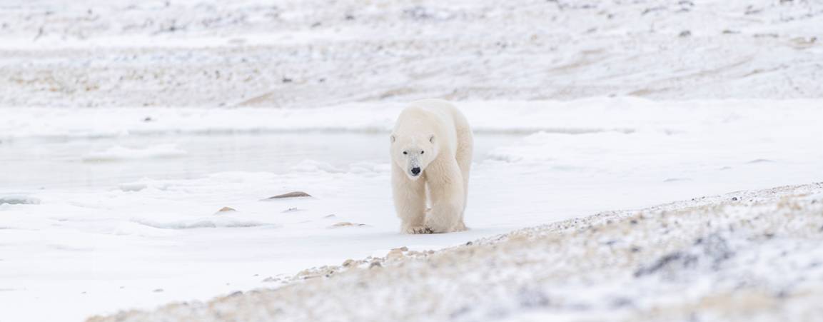A large polar bear walks along the newly frozen coastline of the Hudson Bay