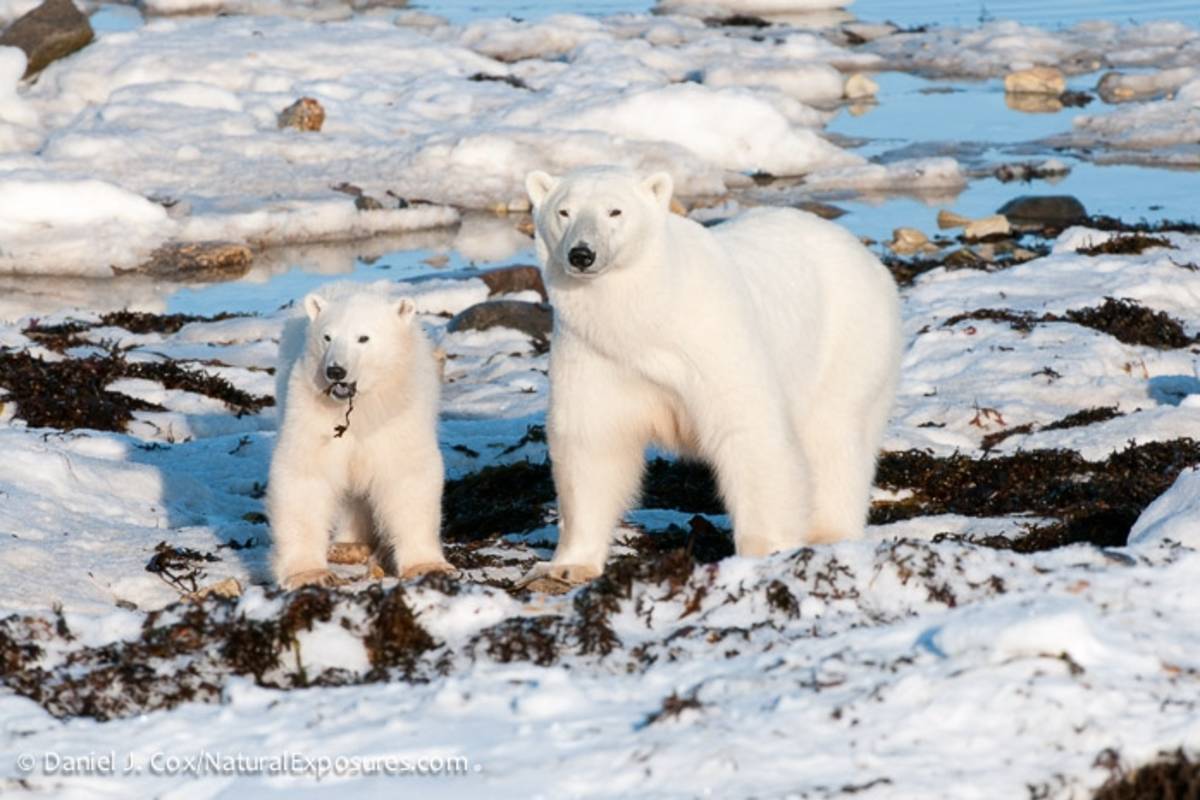A female polar bear and her cub snack on kelp on the shores of Hudson Bay while waiting for the sea ice to form in the fall. Such foods may fill bellies, but don’t meet the bears’ nutritional needs.