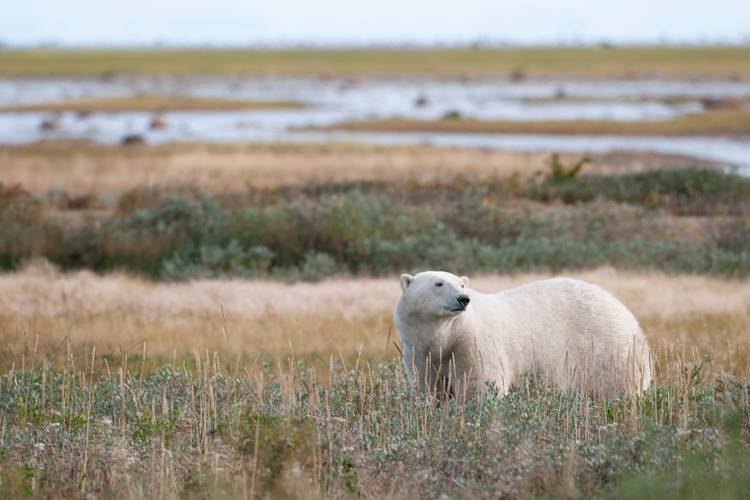 white bear research paper A polar bear in the tall grasses during summer in the Arctic