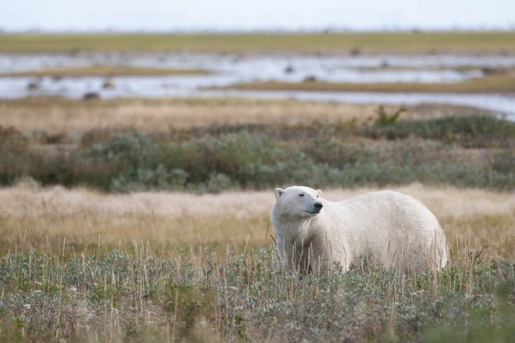 A polar bear in the tall grasses during summer in the Arctic 