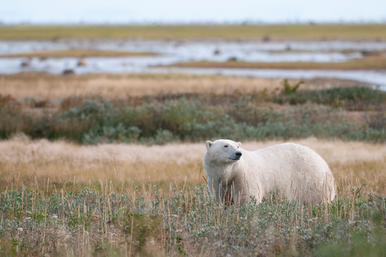 A polar bear in the tall grasses during summer in the Arctic