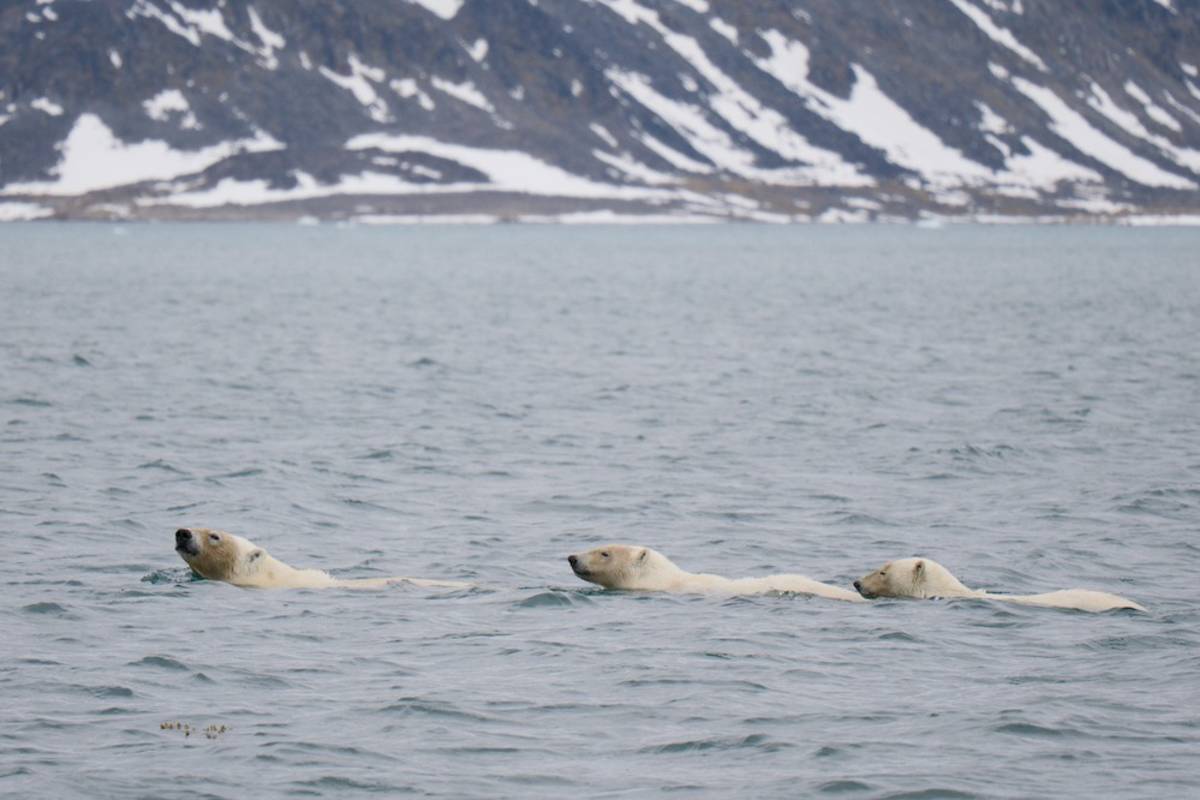 A polar bear and her two cubs swim in the open water in Svalbard