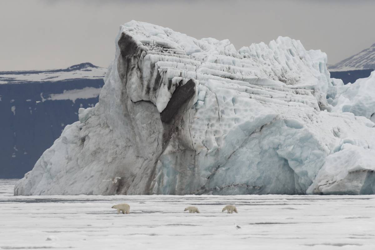 A polar bear family walks across the sea ice at the base of a large glacier