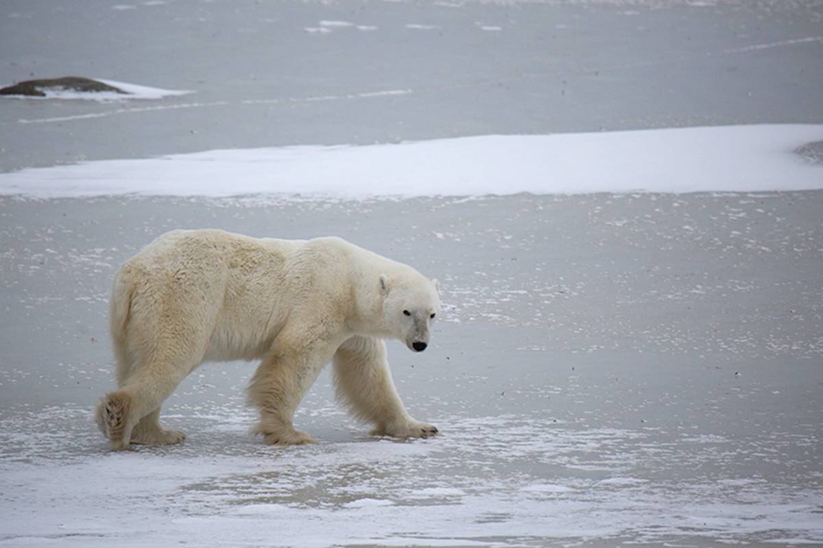 Male polar bear walking on sea ice