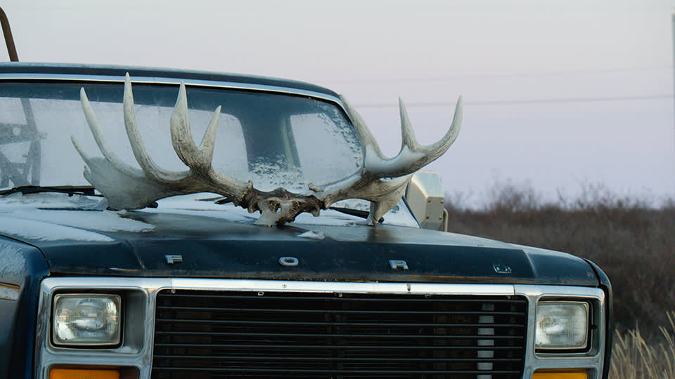 A truck with cariboo antlers on the hood