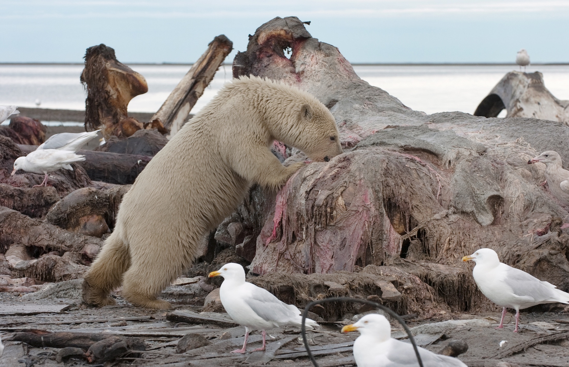 A polar bear feeding on the carcass of a bowhead whale 