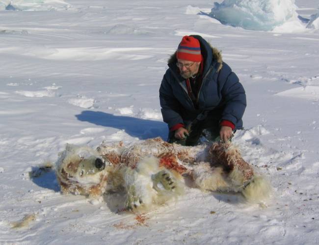 Dr. Ian Stirling examining female polar bear cannibalized carcass
