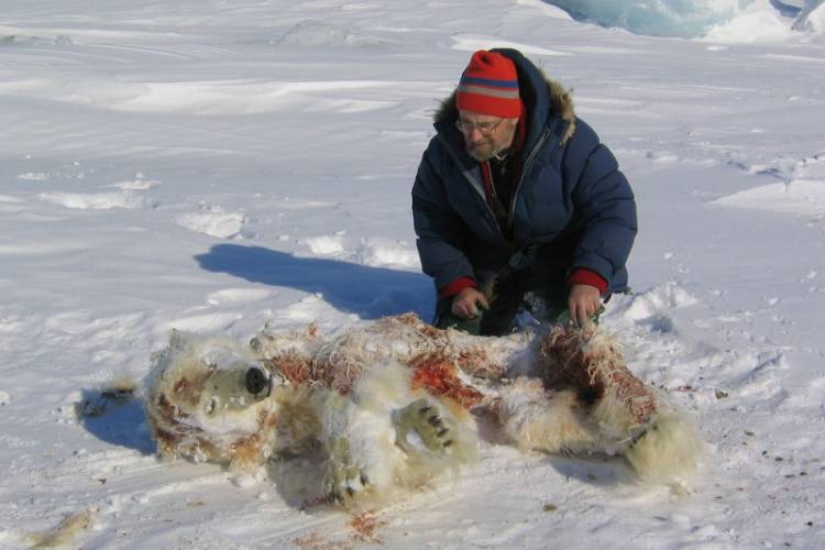 Dr. Ian Stirling examining female polar bear cannibalized carcass