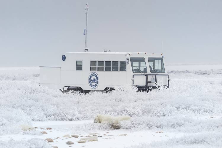 Buggy One viewing a polar bear on the tundra