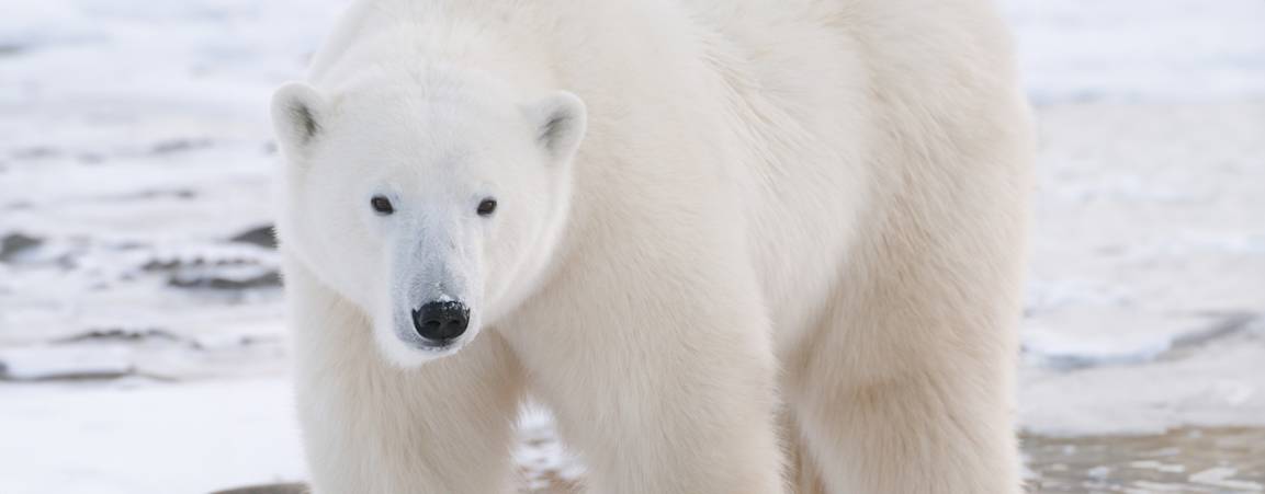 Close-up of a large male polar bear's face