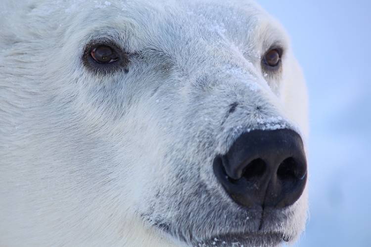 Close-up of a polar bear's face