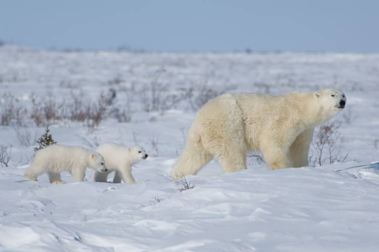 Polar bear mother and her twin cubs