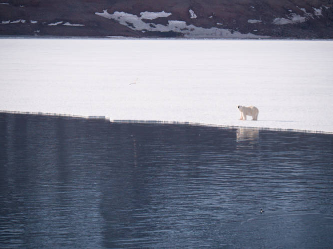 Polar bear standing on the edge of the sea ice