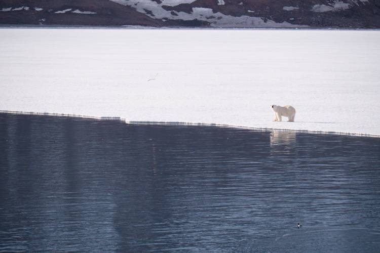 Polar bear standing on the edge of the sea ice
