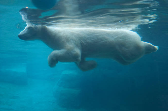 Bear swimming in pool