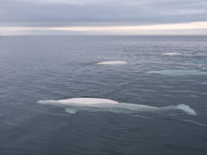 Beluga whales in the Churchill river