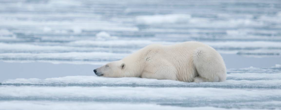 Polar bear laying on ice image
