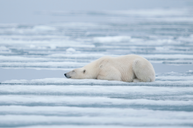Polar bear laying on ice image