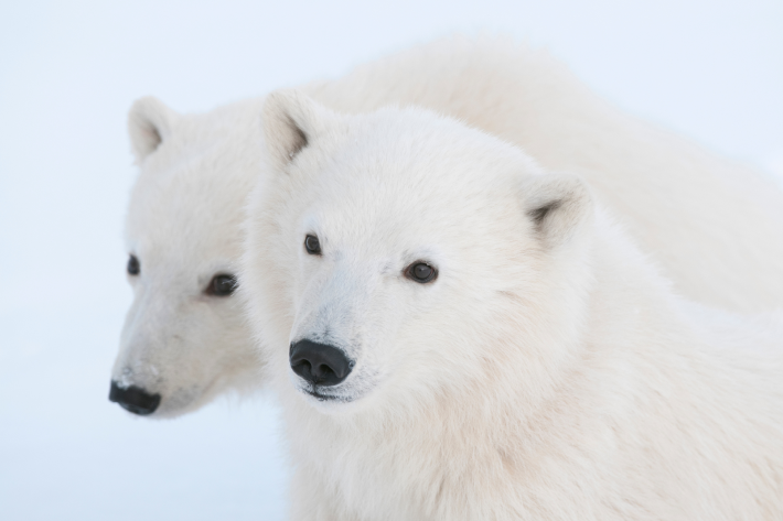 Two bears close together image


