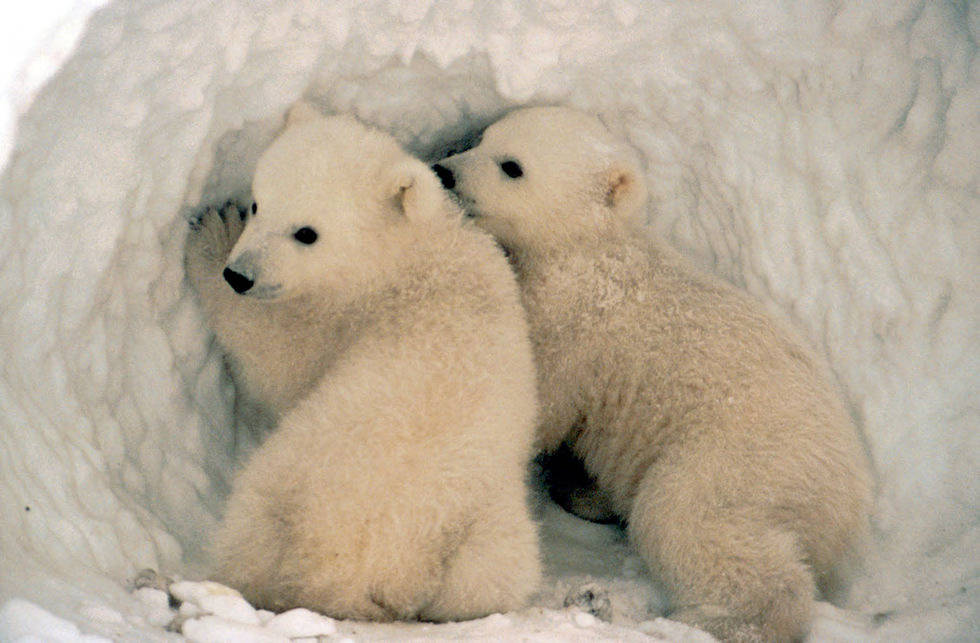 Two young COY cubs in the mouth of their maternal den in Alaska 