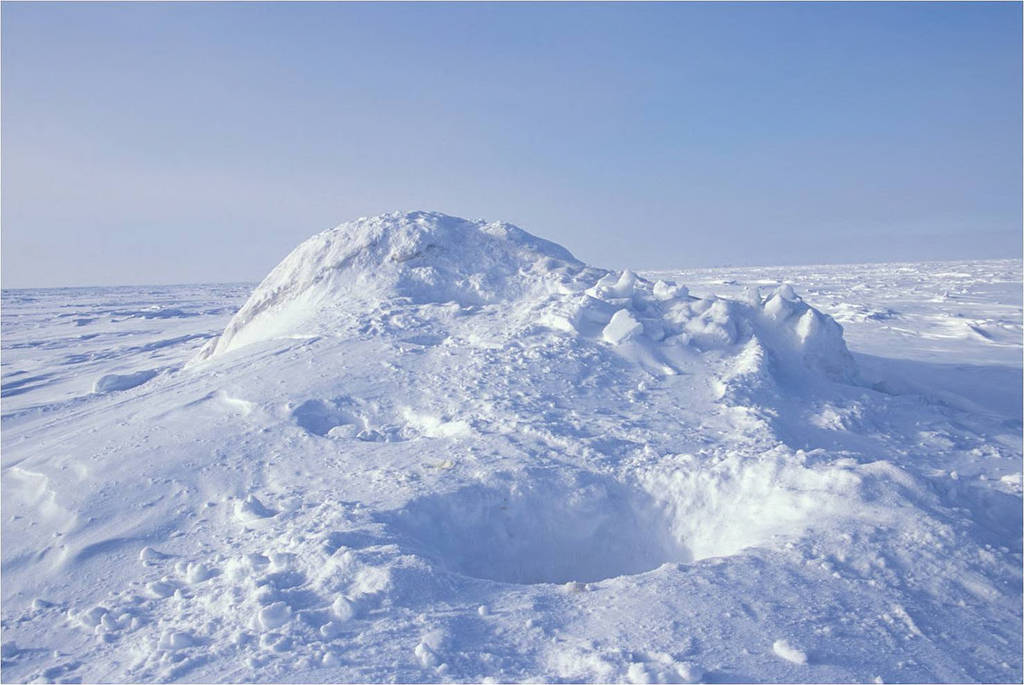 The entrance of a maternal den in Alaska